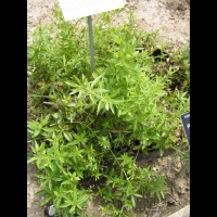 Rubiacees - Rubia Tinctorum L. - Garance (regions mediterraneennes)(01)